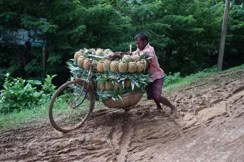 Pineapples of Madhupur 8