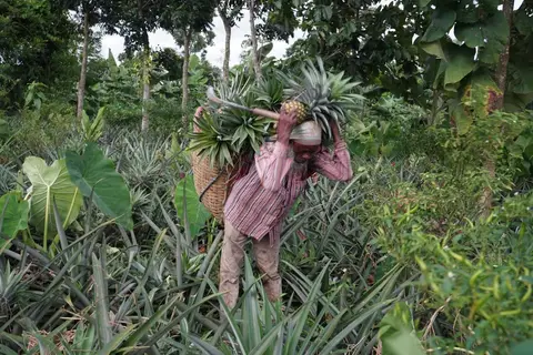 Pineapples of Madhupur 2