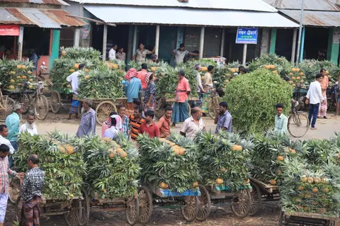 Pineapples of Madhupur 9