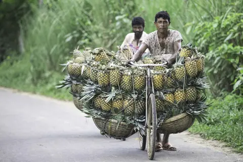 Pineapples of Madhupur 7