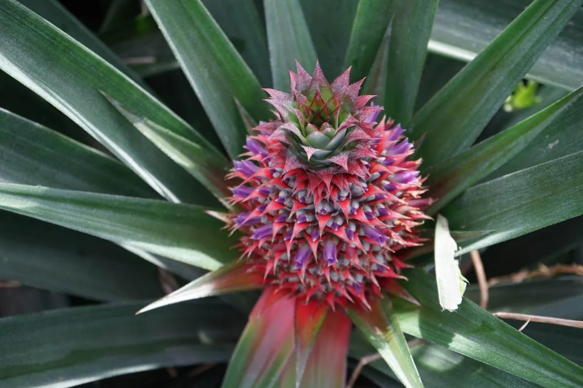 Pineapples of Madhupur 1