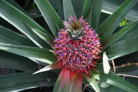Pineapples of Madhupur 1