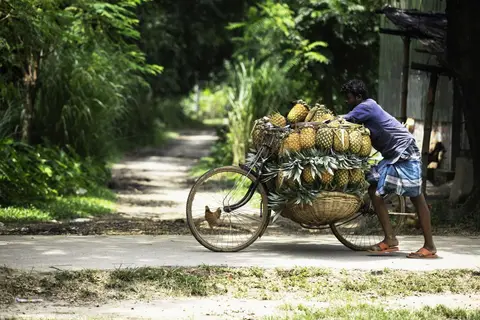 Pineapples of Madhupur 5