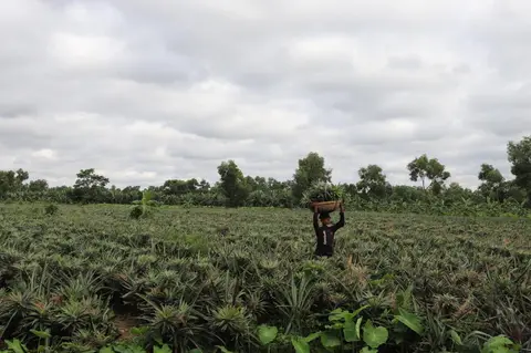 Pineapples of Madhupur 3