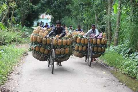 Pineapples of Madhupur 6