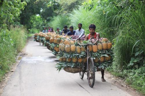 Pineapples of Madhupur 4